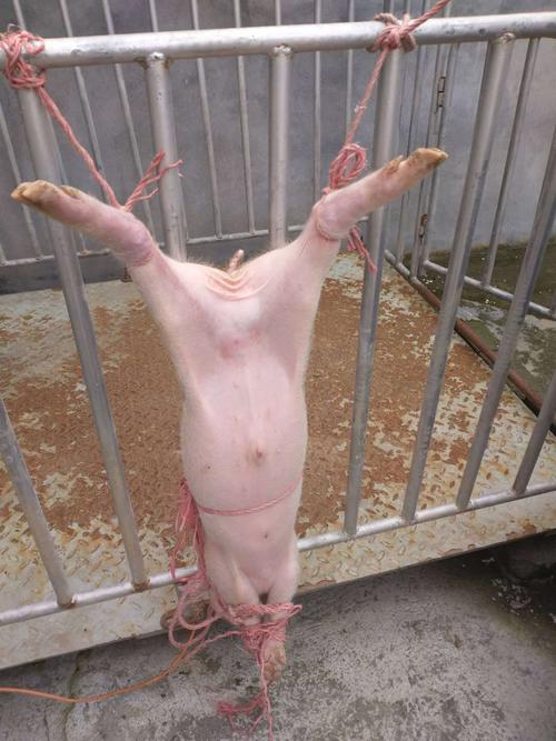 仔猪阴囊疝气处理