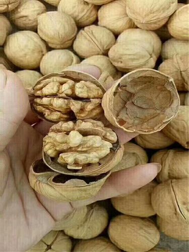 核桃苗品种,辽核核桃苗