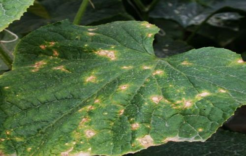 黄瓜靶斑病特效药配方