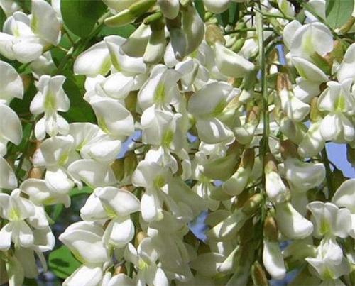 洋槐花的功效与作用