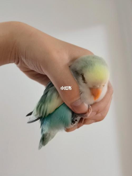 奇葩睡姿2.0_鹦鹉_手养鹦鹉_宠物_宠物其他