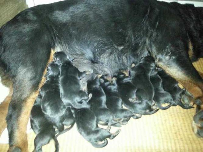 每餐一只鸡架,还不高兴吃,留着给它的外面的小伙伴啊,妈的.