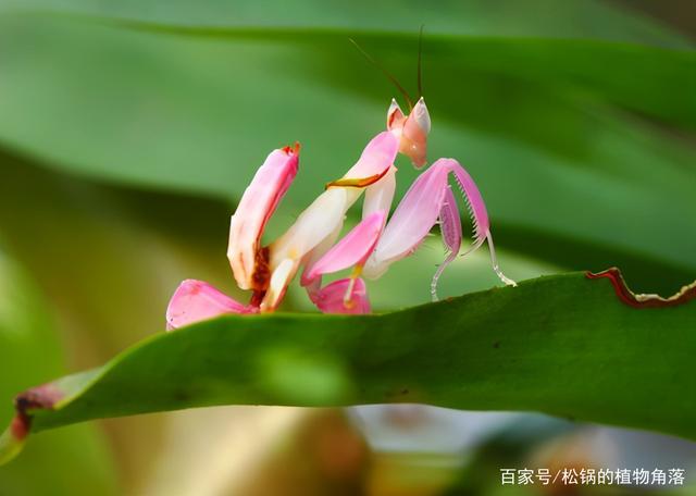 昆虫里的"兰花仙子"—拟态大师兰花螳螂