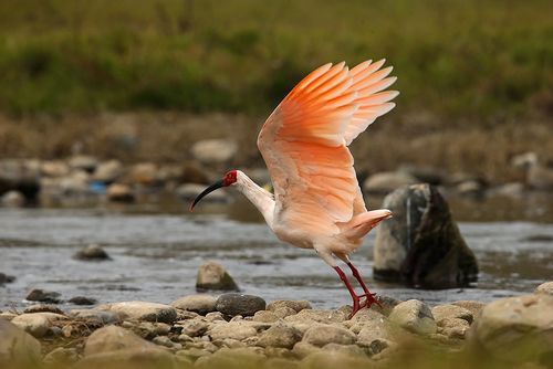 标题:飞翔的朱鹮(国家一级保护动物)