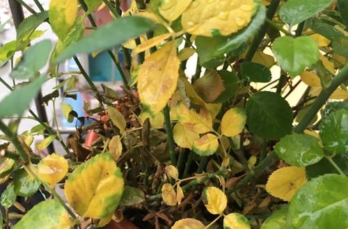 月季花叶子发黄是怎么回事 怎么办(图)