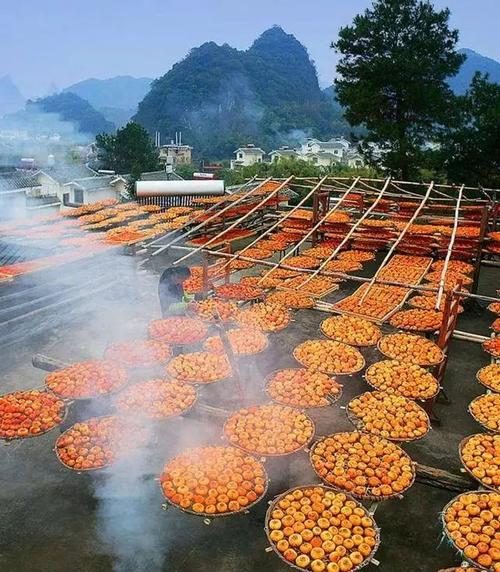 桂林恭城柿子节,阳朔,海洋银杏寸两日游【带你去看银杏】纯玩两日游
