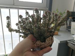 多肉植物天津