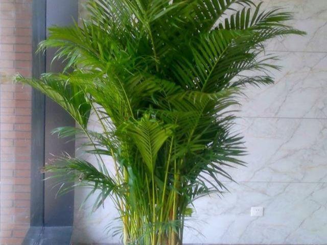 阳光充足的地方,非常有利于凤尾竹的生长,如果长时间接受阳光的直射