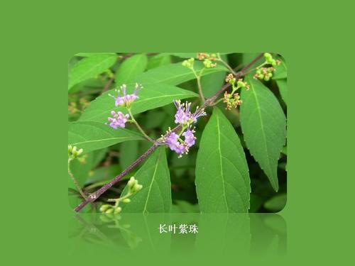 原来长叶紫珠长这样