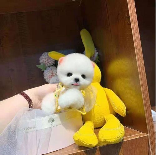 免费无偿领养纯种博美幼犬茶杯犬俊介犬杯子真狗活体小型宠物狗