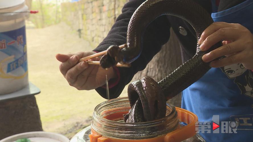 蛇王重庆女子家养7000多条眼镜蛇