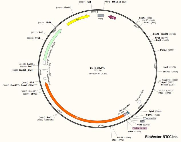 biovector ntcc质粒载体菌种细胞蛋白抗体基因保藏中心提供 map图谱