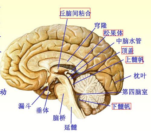 前连合,丘脑间粘合和后连合