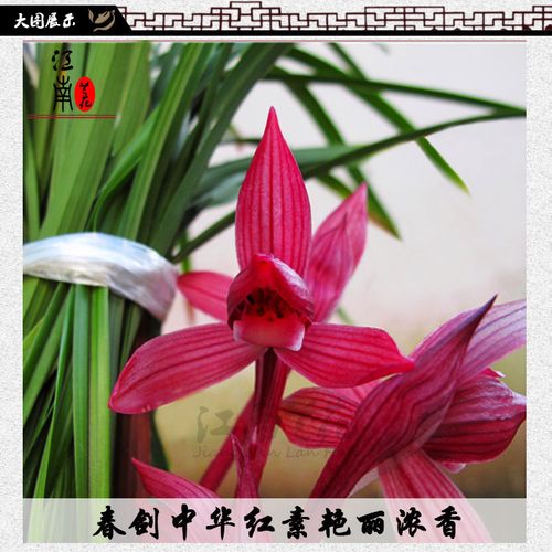 春剑宽叶红草 中华红素冬带浓香花苞出售好养花卉绿植盆栽兰花苗_5折