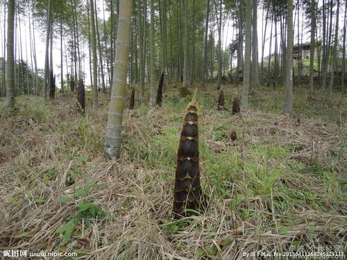 供应四川惠农新鲜竹笋竹笋类 新鲜竹笋 竹笋干