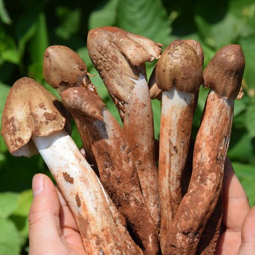 云南野生菌鸡枞菌新鲜鸡枞精挑不开伞火把鸡枞菌菇油松茸菌子500g