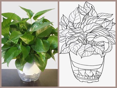 实物写生《绿萝》,我画得好看吗?