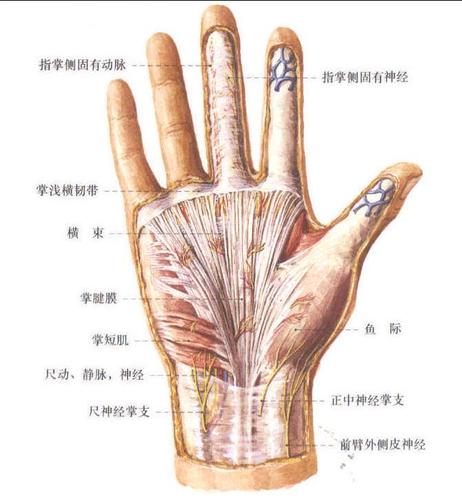 手掌侧的神经 (1)