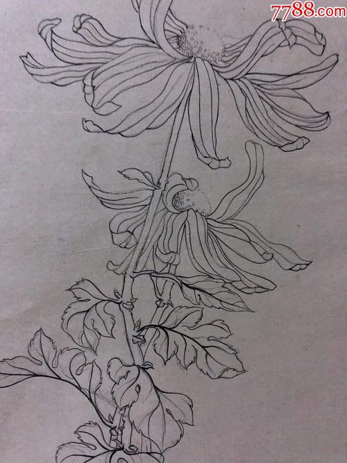 国画原作,444,张书珺60年代工笔白描稿,花鸟画,菊花,无款