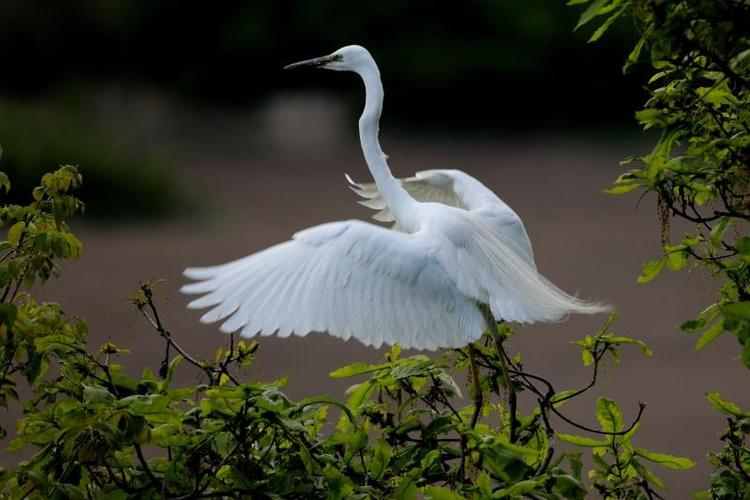 丹东宽甸白鹭村观鸟