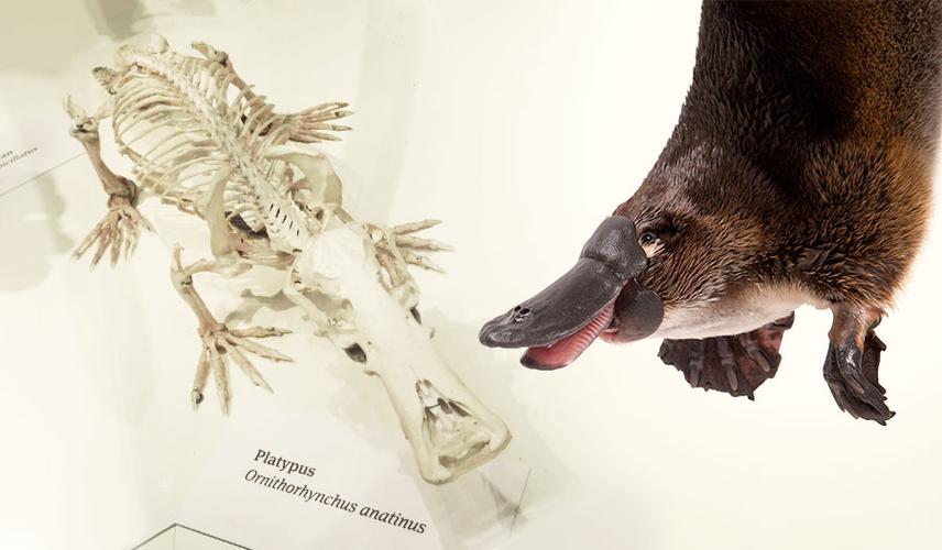 若不是鸭嘴兽今天还生活在地球上(表明它并非两者之间的过渡形态)