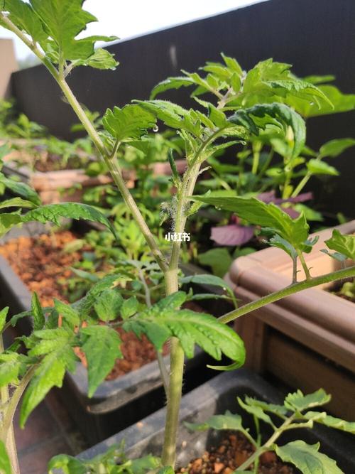 圣女果开花了!_圣女果_种菜_阳台_阳台种菜_家居家装