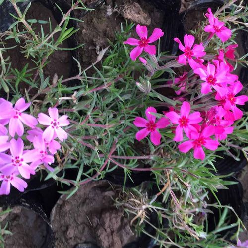 丛生福禄考种苗芝樱花苗丛生福禄考种苗批发价格天津芝樱花苗