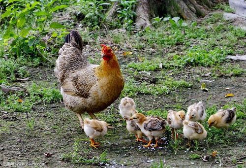母鸡带着小鸡觅食