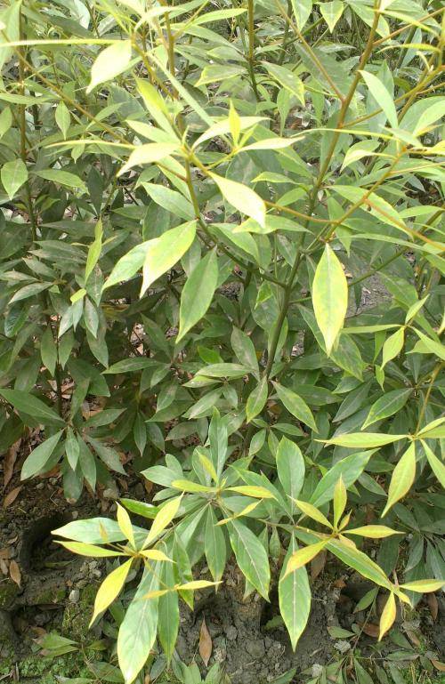 金丝楠木叶子图片