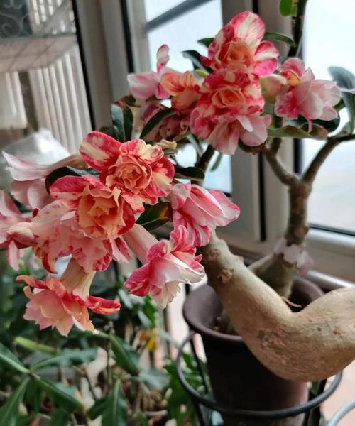 沙漠玫瑰适合"懒养",花前一喷一灌,开满枝头,多得不见