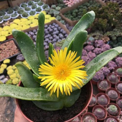 多肉植物佛手掌做到这4点满盆都是黄金花