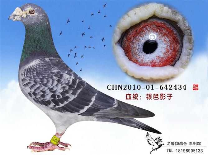 菠菜网站不能提款存1送88 凡龙银影直孙_铭鸽_赛鸽网