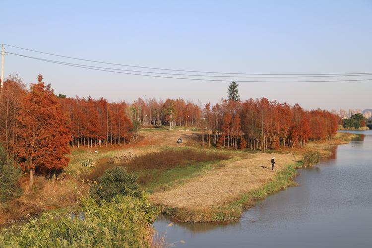 三垟湿地--花溪花岛水红杉林