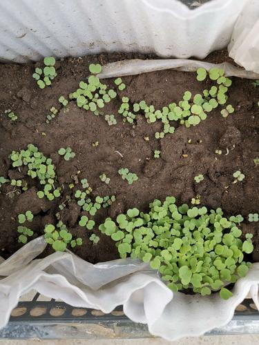 5.14,臭菜,紫苏出芽.