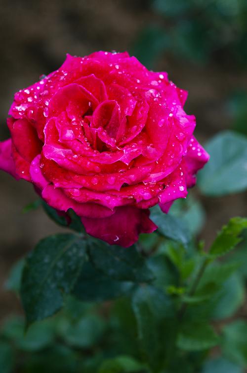 【雨后月季花摄影图片】生态摄影_太平洋电脑网摄影部落