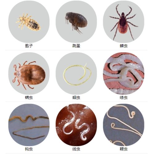 而且部分寄生虫还会传染给人,引起某些传染性疾病,所以猫咪的驱虫工作
