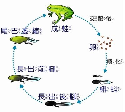 小蝌蚪长后退的简笔画青蛙与小蝌蚪简笔画画法蝌蚪变化简笔画内容图片