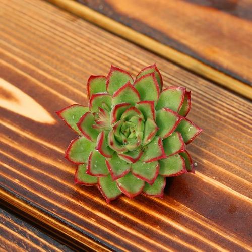 【绿意】绿意多肉植物盆栽花卉 新品种