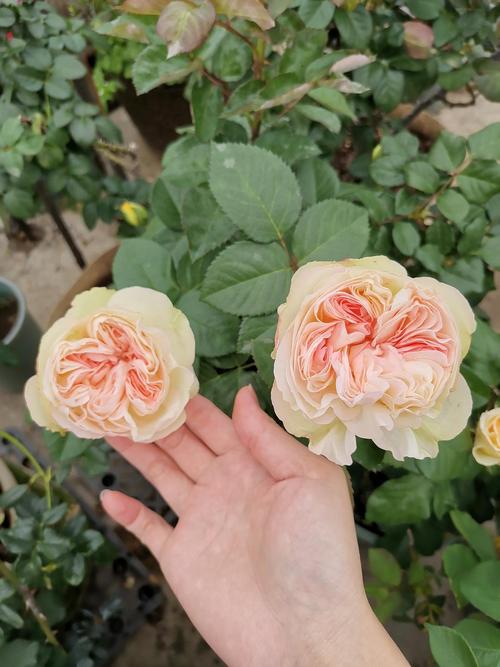 月季是二三月份的图了,现在天热,月季夏花都不怎么好看.