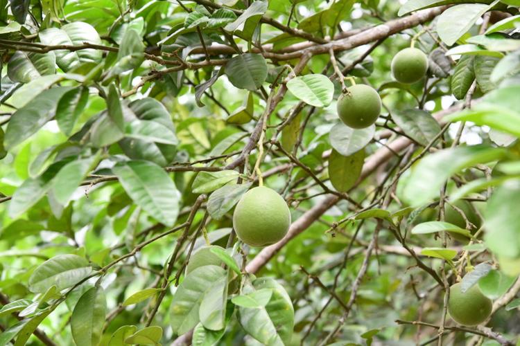 带动30万农民就业!化橘红成熟,全产业链产值超35亿元