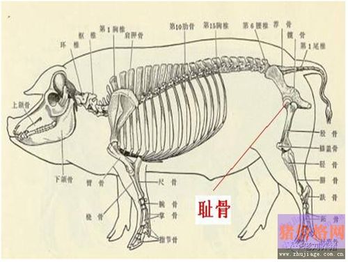 腹腔注射为什么治腹泻效果好?怎样操作?(3)-猪价格网