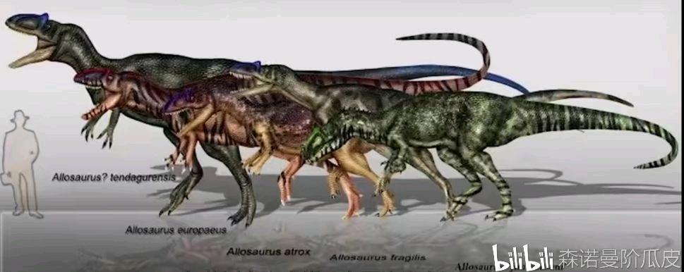 不同种类的异特龙科.