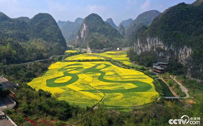 贵州安顺:万亩油菜花迎春绽放