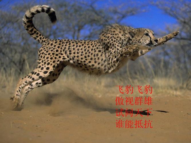 飞豹飞豹 傲视群雄 试问天下 谁能抵抗