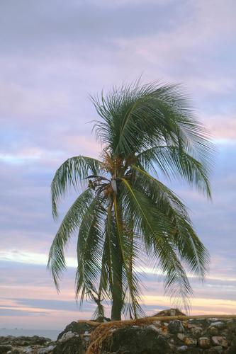 海边的椰子树