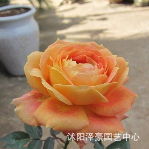 批发欧月小苗 月季花苗 焦糖古董小苗 大花香水月季 花型高.