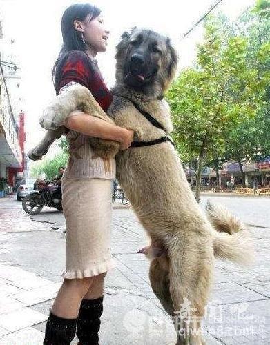 【狗人杂交过程图】女人和狗在野外性爱交配大尺度不