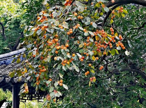 十月金秋,红彤彤果实累累的南方品种的小柿子挂满在枝头上