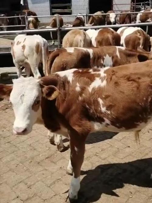 云南西门塔尔牛 小公牛 小牛犊 怀孕牛 种牛 育肥牛 繁殖牛