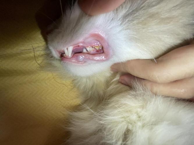 请问猫咪这样是口炎吗 有图可能会引起不适